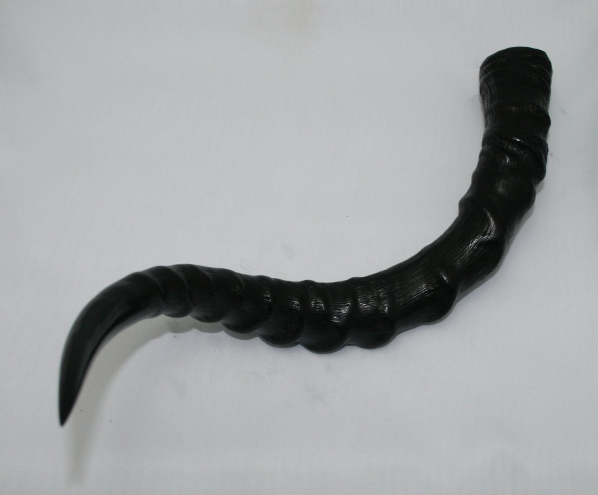 NB802T18 Impala Horn - Jantz Supply