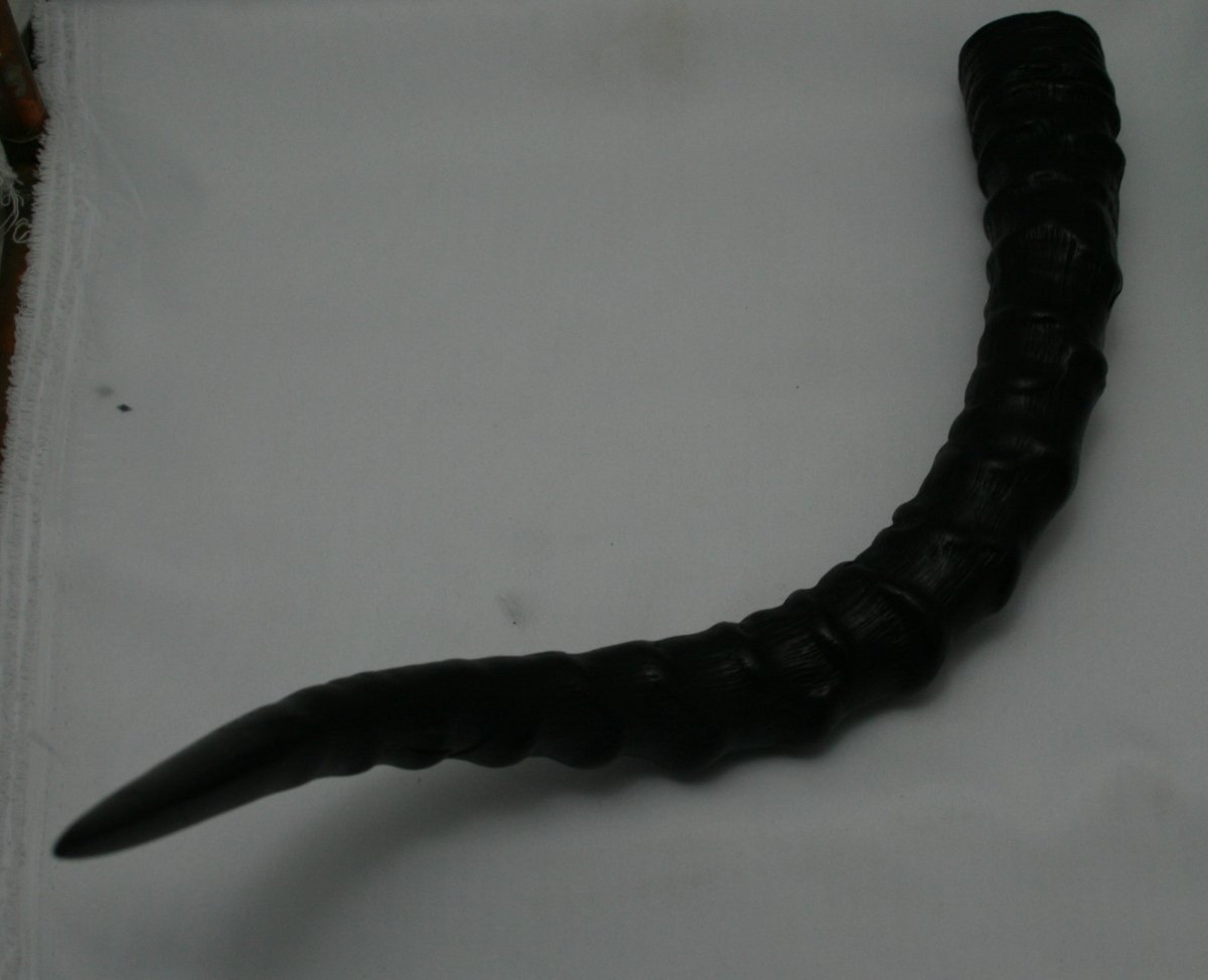 NB802T3 Impala Horn - Jantz Supply