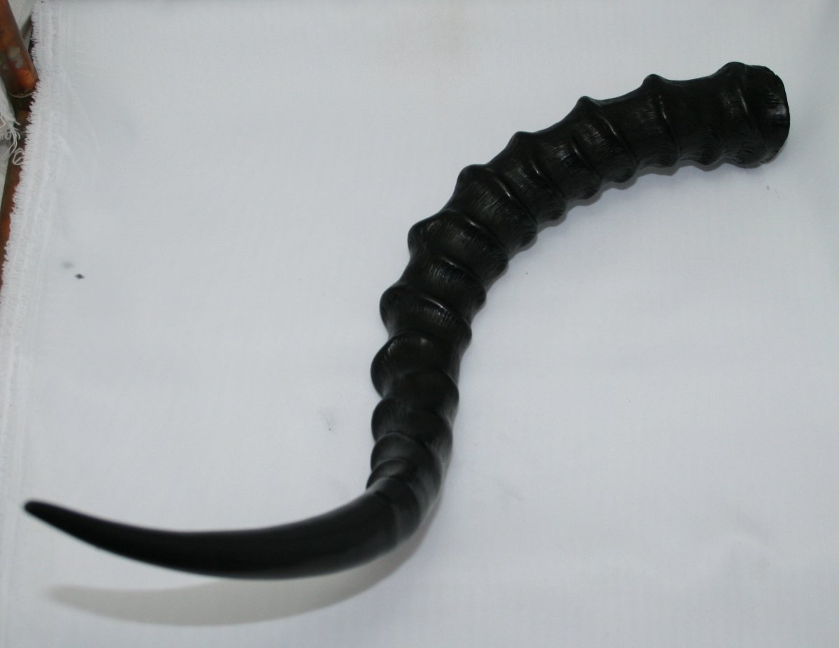 NB802T6 Impala Horn - Jantz Supply