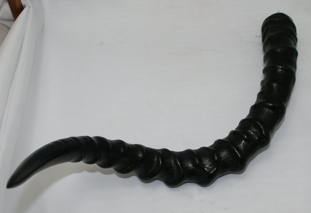 NB802Y30 Impala Horn - Jantz Supply