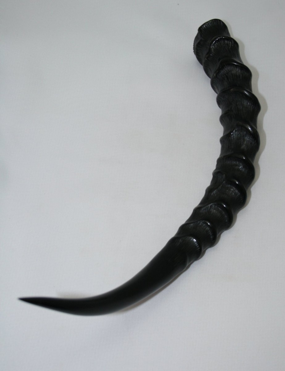 NB802Y35 Impala Horn - Jantz Supply