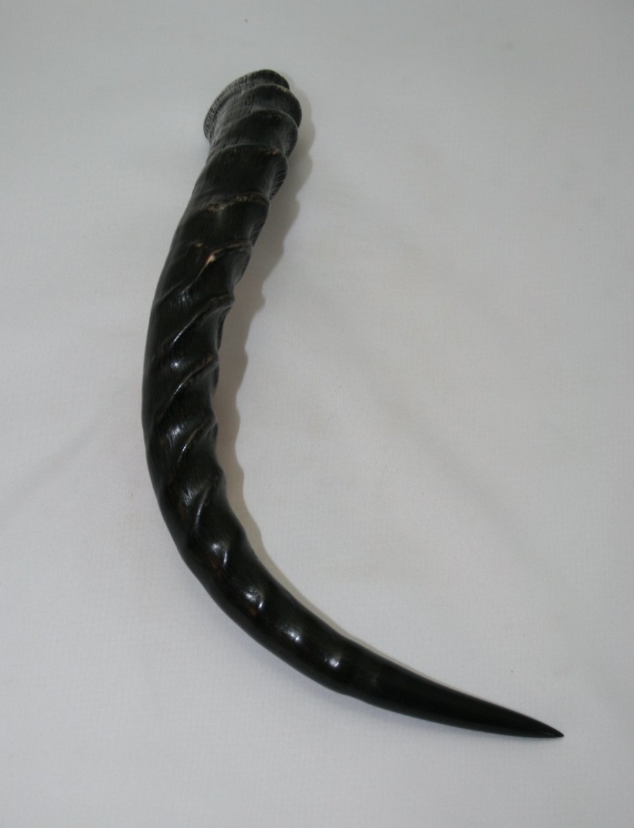 NB802Y37 Impala Horn - Jantz Supply