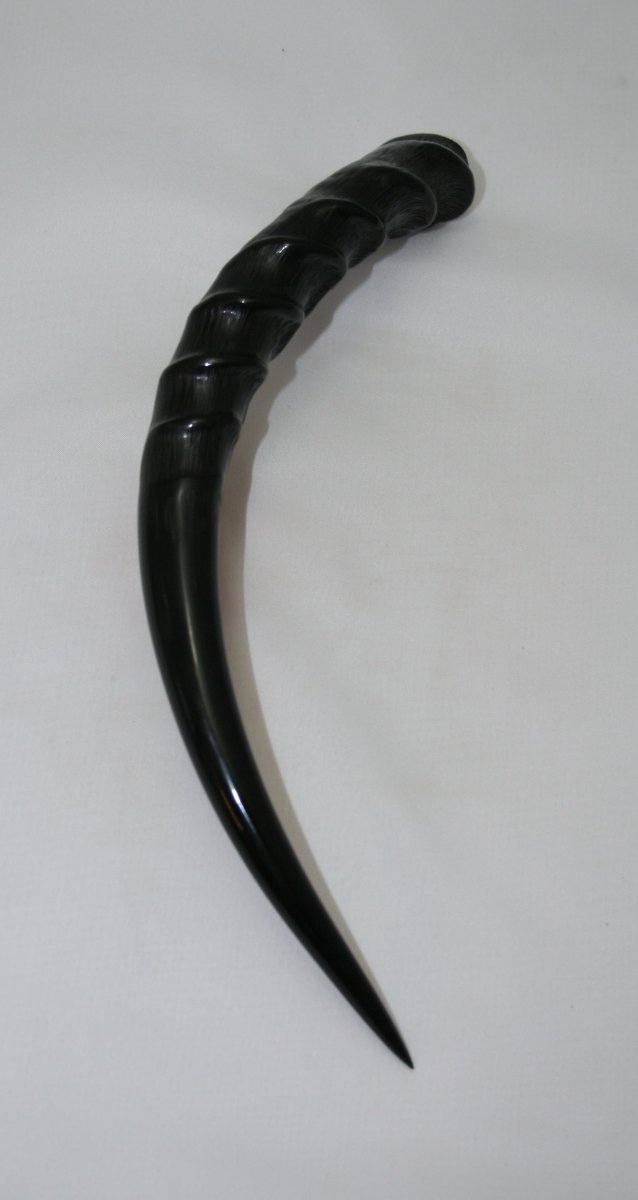 NB802Y38 Impala Horn - Jantz Supply