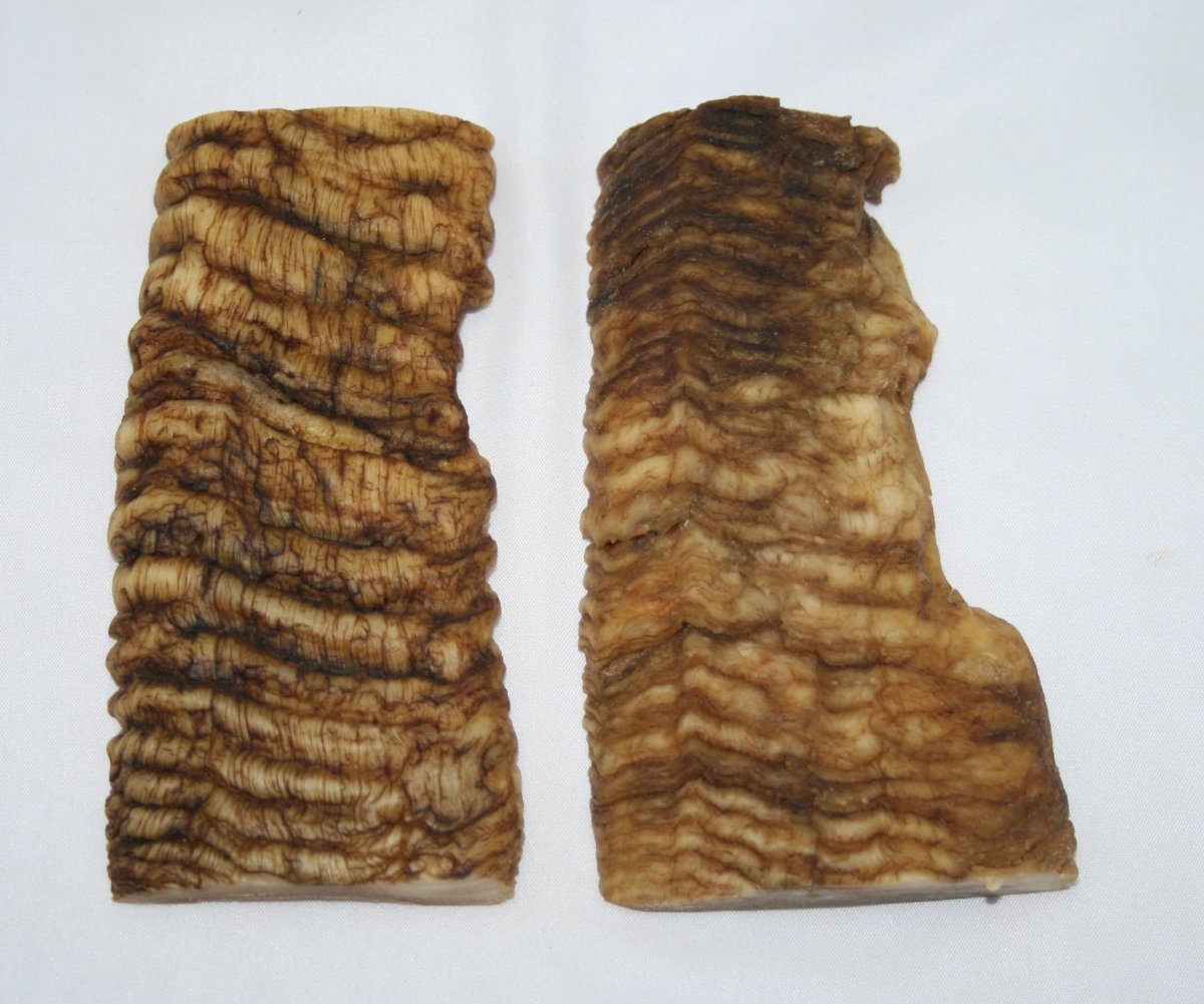 NB901M35 Merino Ram&#39;s Horn Flat Block Scales - Jantz Supply