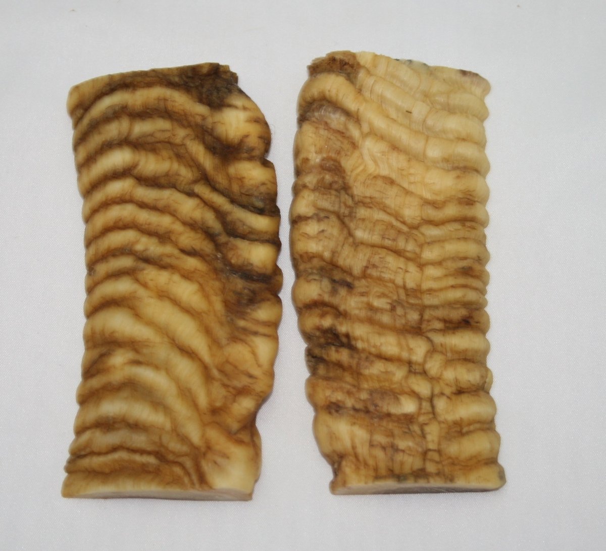 NB901M74 Merino Ram&#39;s Horn Flat Block Scales - Jantz Supply